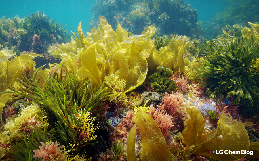 Our beautiful ocean turning into a desert?