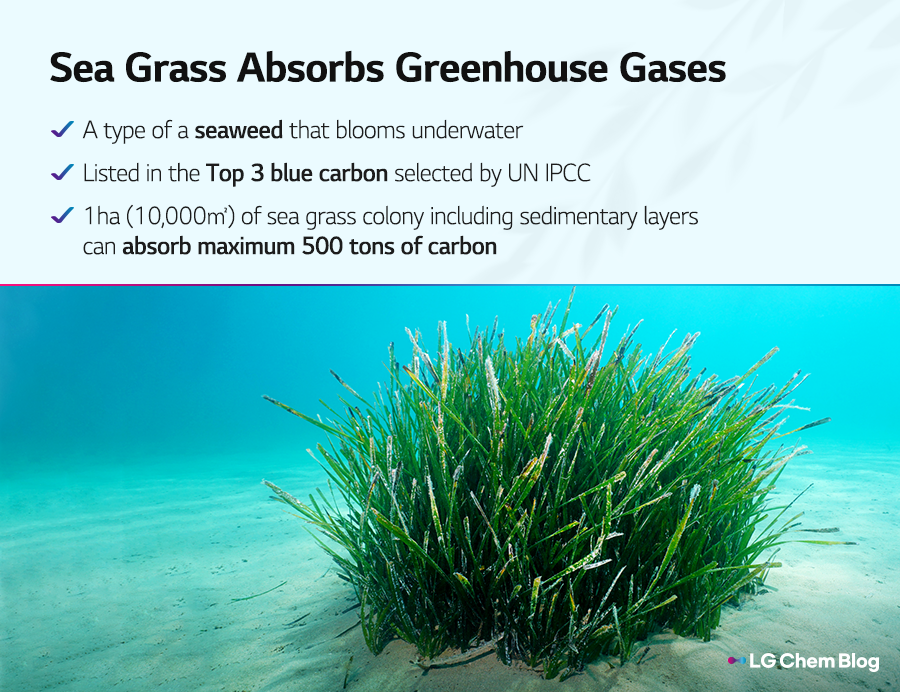 Sea grass absorbs greenhouse gases